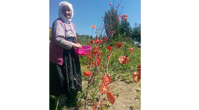 KIŞLIK ERZAK HAZIRLIKLARI BAŞLADI