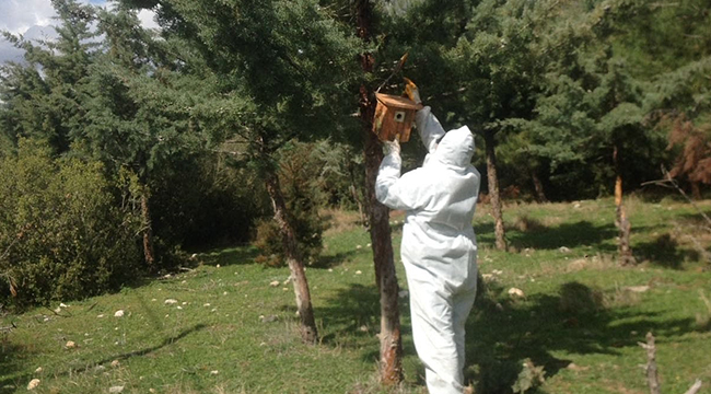 ÇİVRİL’DE ÇAM KESE BÖCEĞİNE KARŞI MÜCADELE