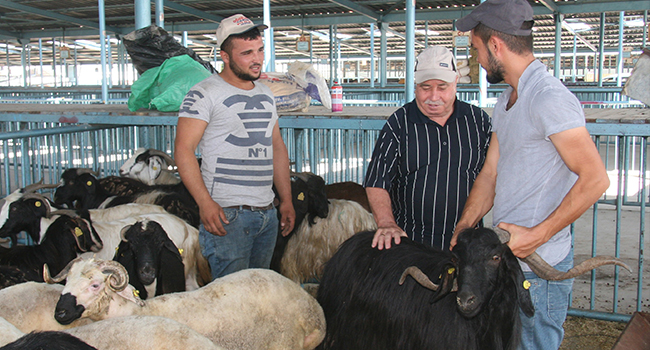 DENİZLİ’DE KURBANLIK ALIŞVERİŞİNDE DURGUNLUK
