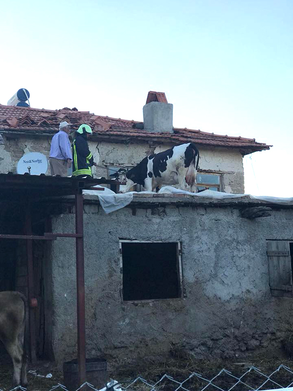 ÇATIYA NASIL ÇIKTIĞI MERAK EDİLİYOR