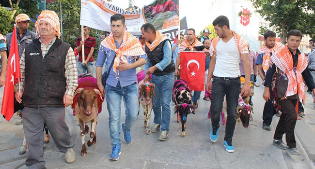 845'İNCİ KEZ YARIŞACAKLAR