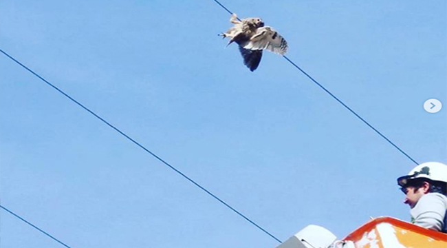 ELEKTRİK TELLERİNE TAKILMIŞ