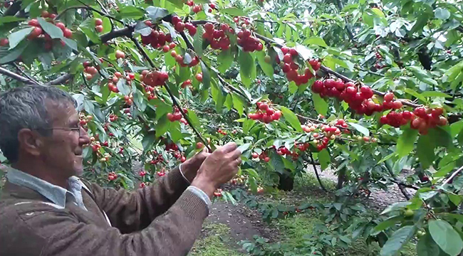 KİRAZ FİYATI 14 LİRADAN 6 LİRAYA DÜŞTÜ