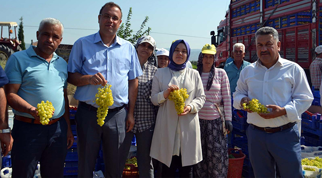 BULDAN’DA SEZONUN İLK ÜZÜM HASADI YAPILDI
