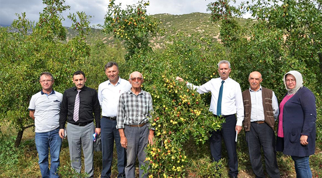 ÇİVRİL’ DE HÜNNAP HASADI YAPILDI