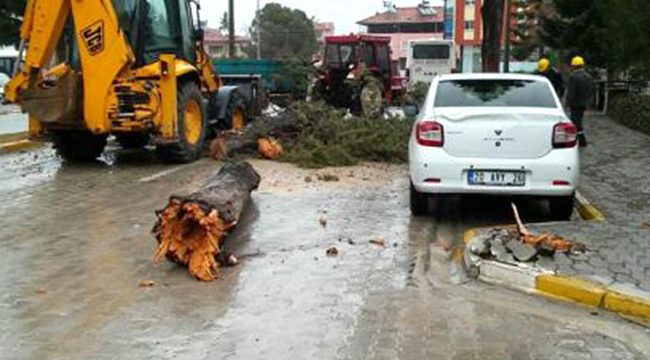 DEVRİLEN AĞAÇ OTOMOBİLİN ÜSTÜNE DÜŞTÜ