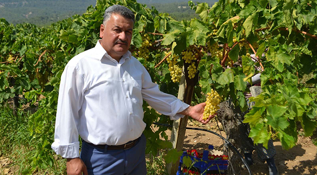 BULDAN’DA SEZONUN İLK ÜZÜM HASADI YAPILDI