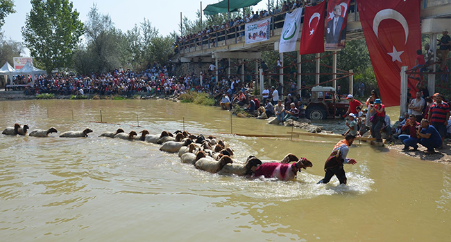 YARIŞMAYA 51 ÇOBAN KOÇ VE SÜRÜLERİ İLE KATILDI