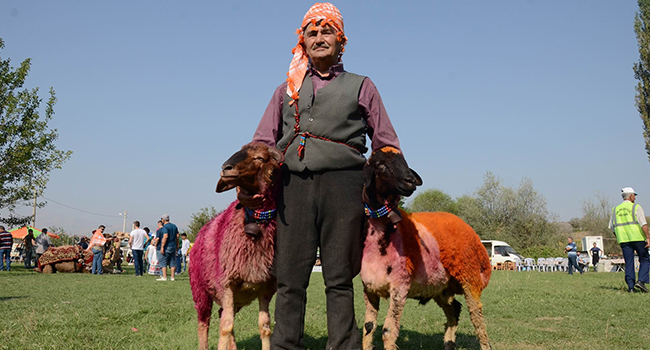 YARIŞMAYA 51 ÇOBAN KOÇ VE SÜRÜLERİ İLE KATILDI