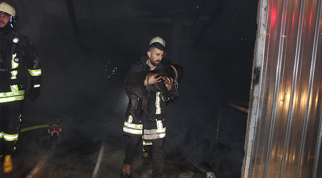 YANGINDA MAHSUR KALAN KÖPEK KURTARILDI