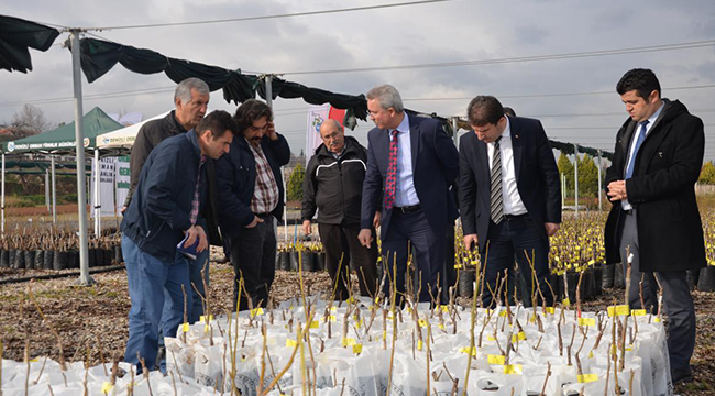DENİZLİLİ ÜRETİCİLERE 20 BİN FİDAN DAĞITILDI