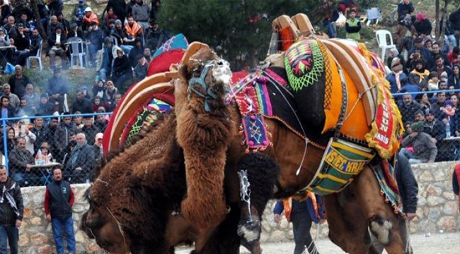 SARAYKÖY'DE 34. DEVE GÜREŞLERİ FESTİVALİ