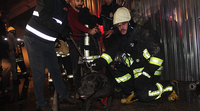 YANGINDA MAHSUR KALAN KÖPEK KURTARILDI