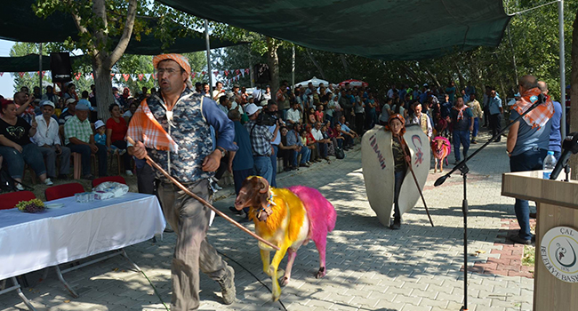 YARIŞMAYA 51 ÇOBAN KOÇ VE SÜRÜLERİ İLE KATILDI