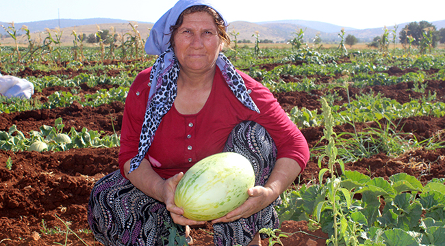 SULAMA OLMAYAN KÖYDE ORGANİK KAVUN YETİŞİYOR