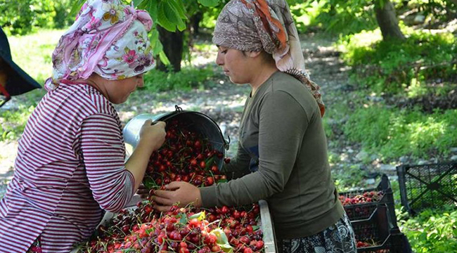 KİRAZ FİYATI 14 LİRADAN 6 LİRAYA DÜŞTÜ