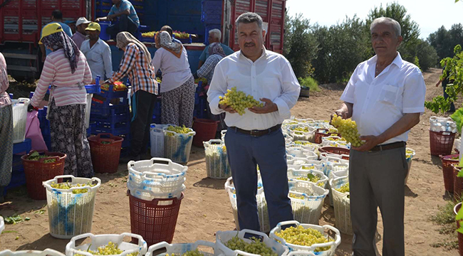 BULDAN’DA SEZONUN İLK ÜZÜM HASADI YAPILDI