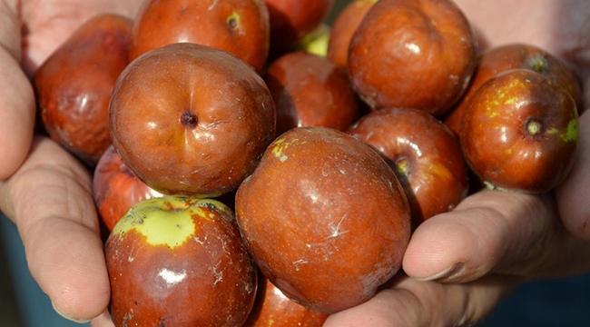 ÇİVRİL’ DE HÜNNAP HASADI YAPILDI