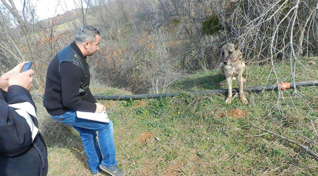KÖPEK DÖVÜŞÜNE JANDARMA BASKINI