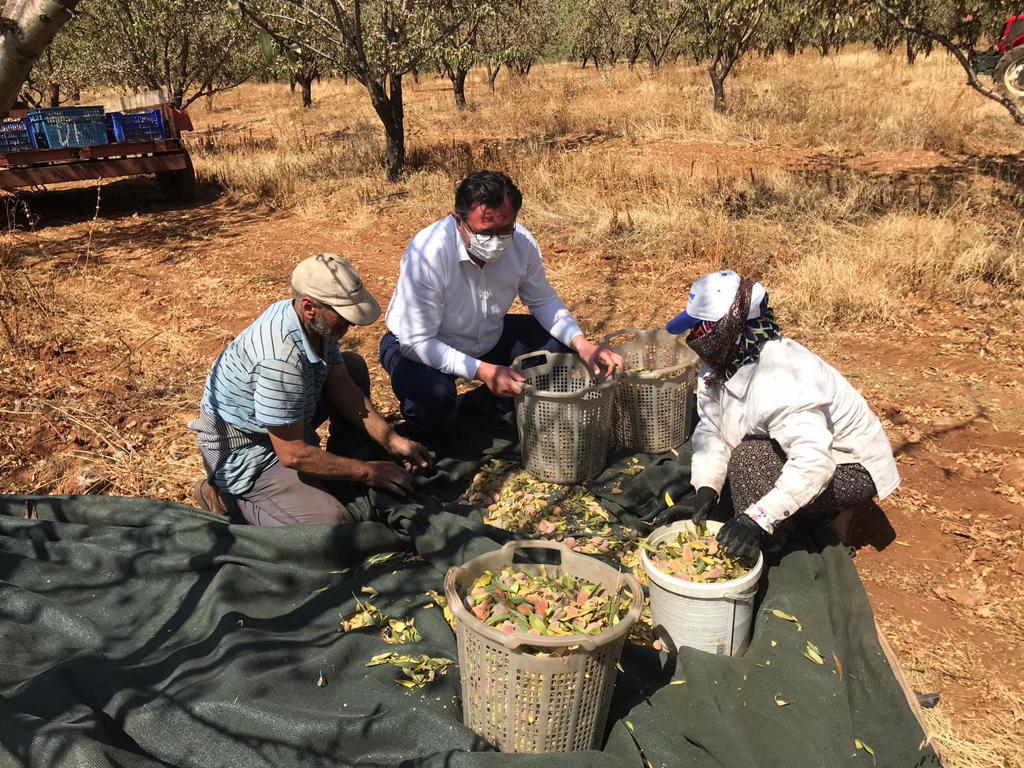 Tavas'ta badem hasadı başladı