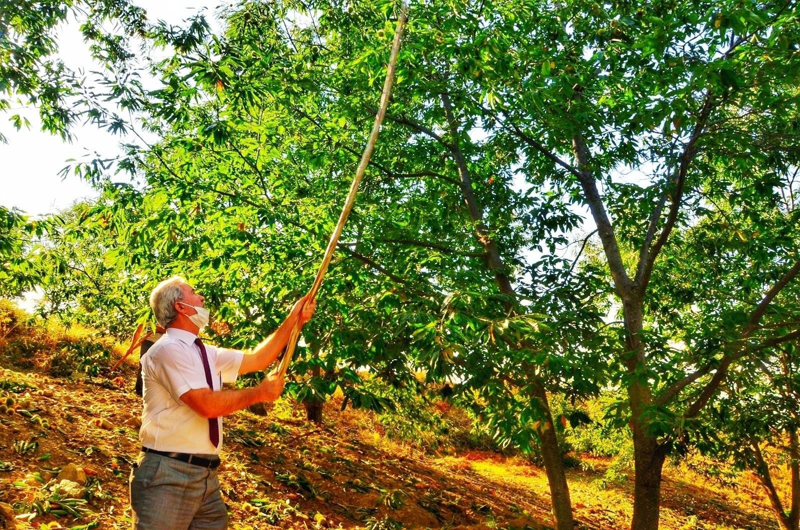 Buldan’da 810 dekarda kestane hasadı devam ediyor