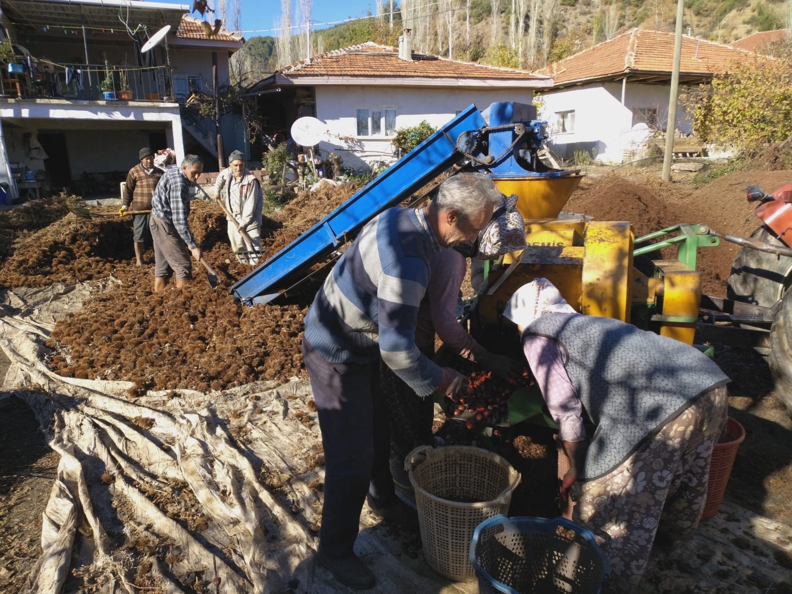 Kestanede bu yıl verim yüksek fiyat düşük