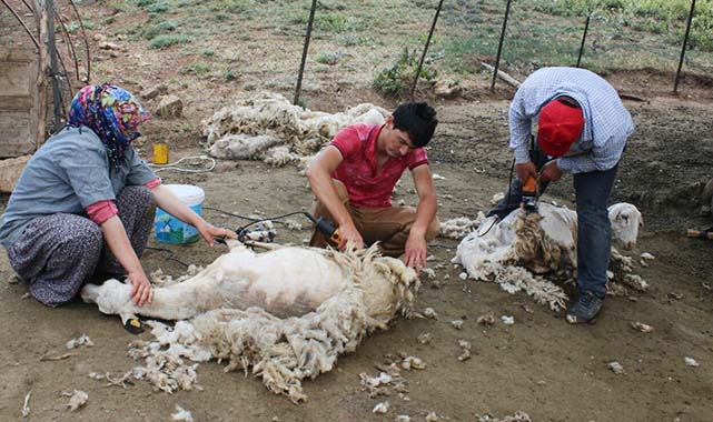 Kötekli Yörüklerinin koyun kırkması şölenle başladı