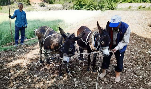 Tohumu atadan, ekimi ananevi