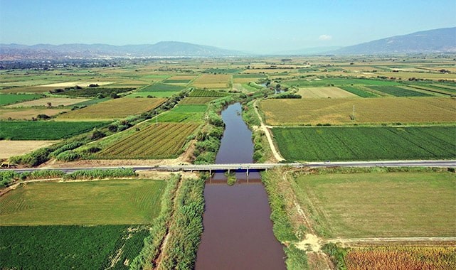 Kuruyan Büyük Menderes koyunlara otlak oldu