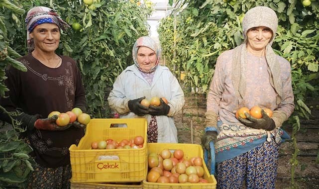 1.6 kiloluk domatesler görenleri şaşırttı