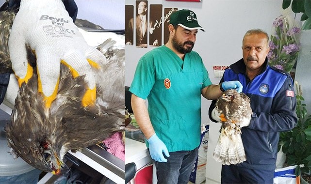 FIRTINA MAĞDURU ŞAHİNİ ZABITA KURTARDI