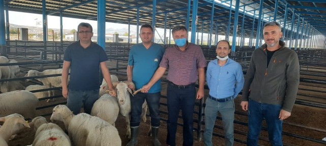 Denizli’de 15 ilçeye toplam 1072 damızlık hayvan dağıtıldı