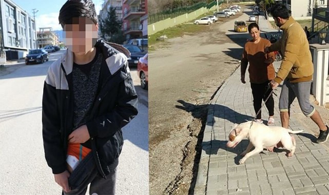 Denizli'de Pitbull cinsi köpek 13 yaşındaki çocuğa saldırdı