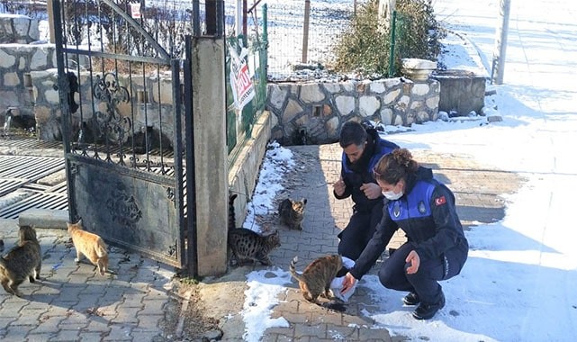SOKAK HAYVANLARINA ZABITA ŞEFKATİ