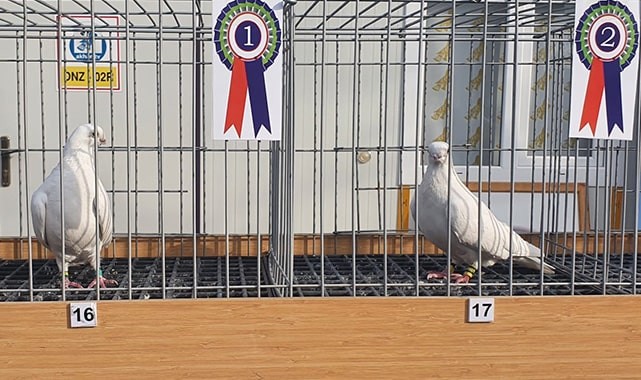 Denizli’nin en güzel güvercinleri yarışmayla belirlendi