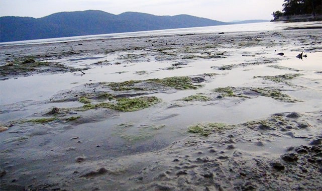 Akyaka’da ürküten görüntü, süper gelgitler başladı, deniz suyu 50 metre çekildi