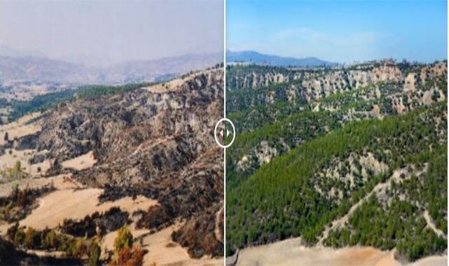 Yanan ormanlar küllerinden yeşerdi