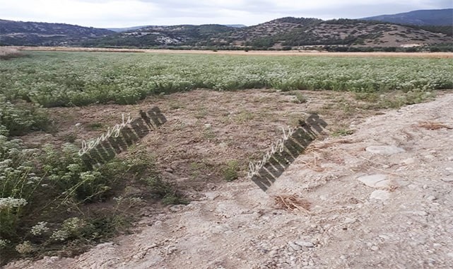 Hırsızlar, çiftçinin ürününe dadandı