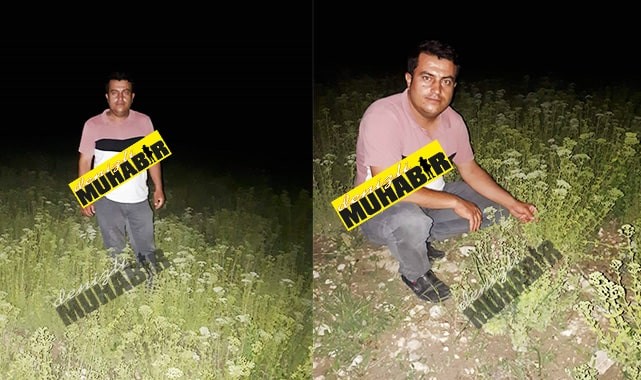 Hırsızlar, çiftçinin ürününe dadandı