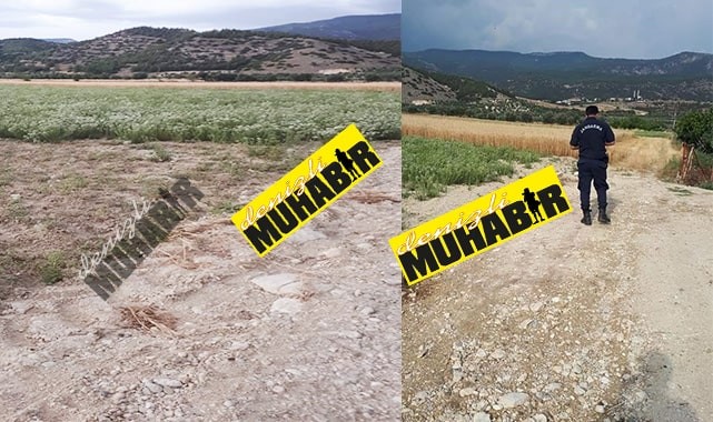 Hırsızlar, çiftçinin ürününe dadandı