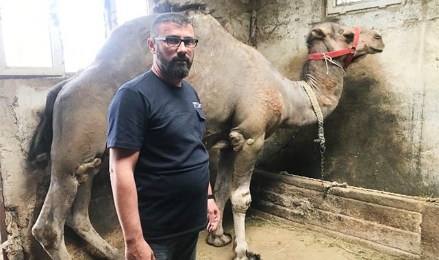 Güreşleri biten develerin zorlu bakımı başladı