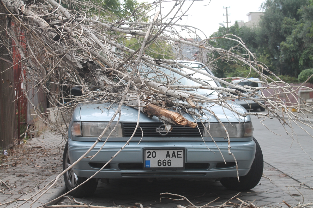 Koca Ağaç Otomobilin Üzerine Devrildi