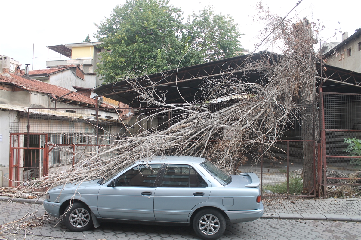 Koca Ağaç Otomobilin Üzerine Devrildi