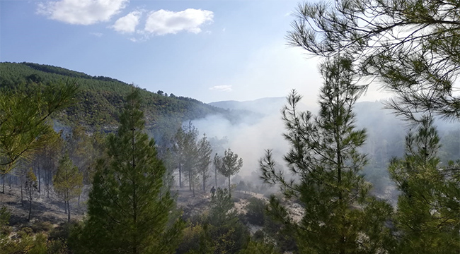 ACIPAYAM'DA ORMAN YANGINI
