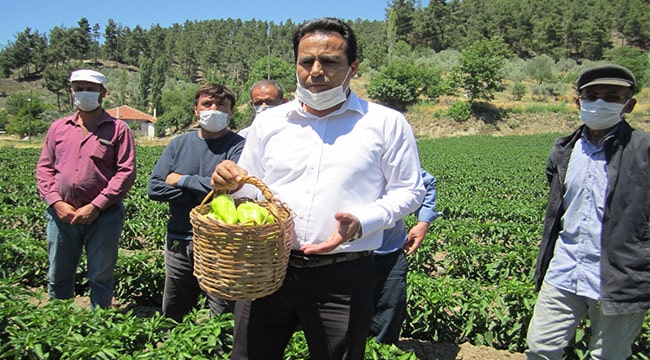 Denizli'nin tescilli "Kale Biberi"nde hasat zamanı