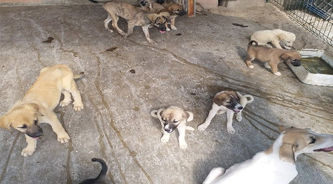 Denizli Hayvan Barinaginda Yurek Sizlatan Goruntu Yasam Denizli Muhabir Denizli Haberleri