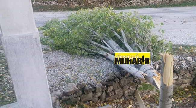 Çameli'de Şiddetli Rüzgar Ağaç Yıktı