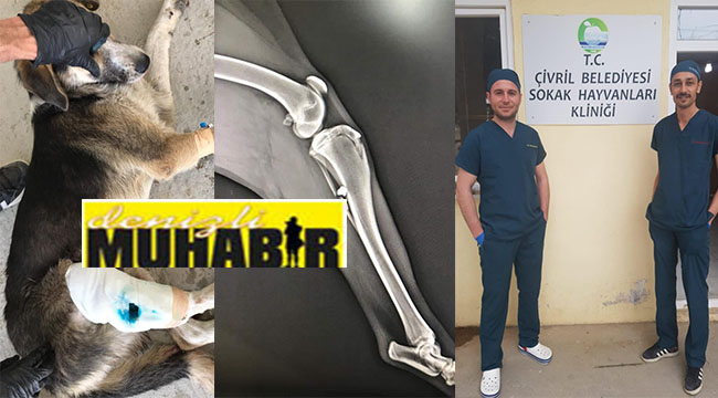 TÜFEKLE VURULAN KÖPEK TEDAVİ EDİLDİ