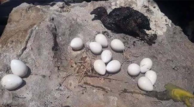 Gemici, "Anızları yakmadan bir kez daha düşünün"