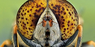 Onlarda birde yakından bakın